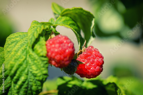 Raspberries in the sun. Raspberries on a branch in the garden. Red berry with green leaves in the sun. Photo of ripe raspberries on a branch.
