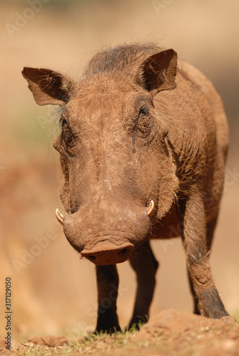 Warzenschwein Phacochoerus africanus