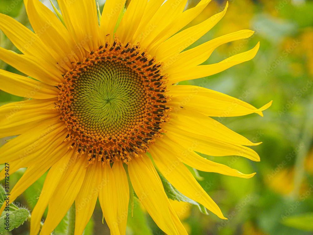 Obraz premium sunflower