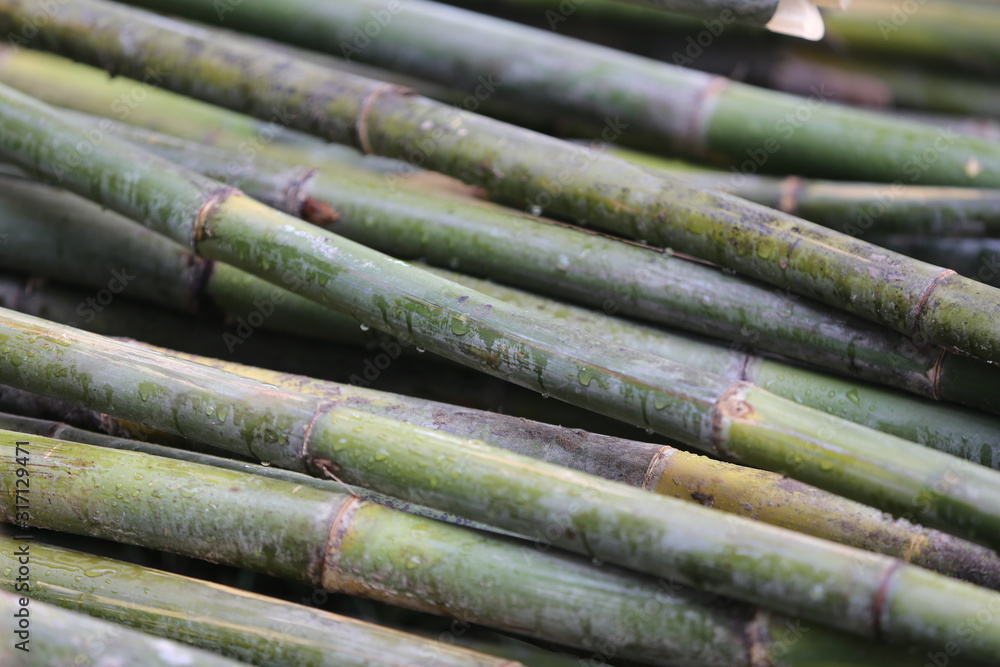 background of bamboo background of bamboo