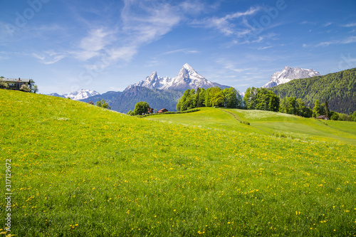 Idyllic landscape in the Alps with blooming meadows and snowcapped mountain peaks in springtime