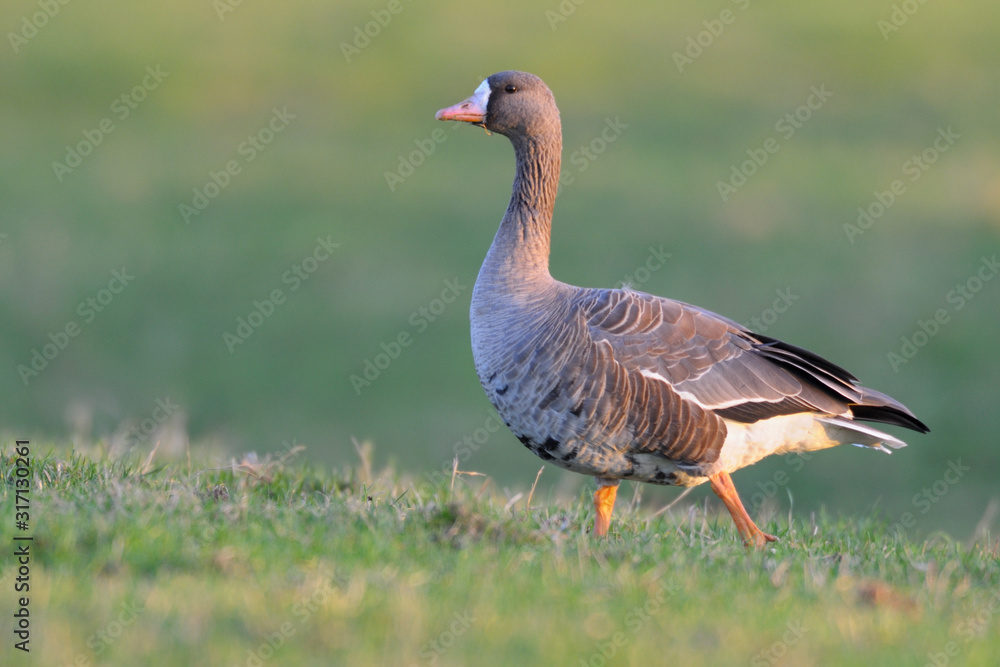 Blaessgans Anser albifrons Blaessgans Anser albifrons