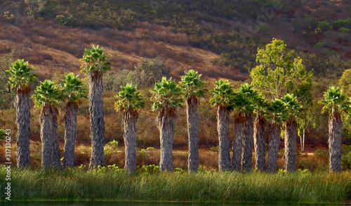 Palm Trees at Lake Miramar #2