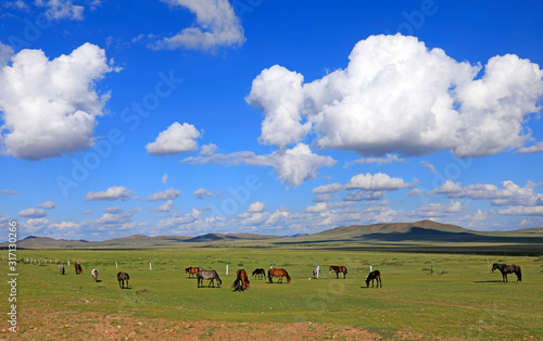 Many horses are grazing under the blue sky and white clouds