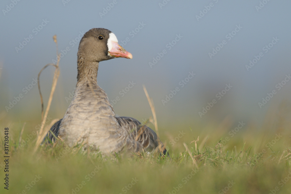 Blaessgans Anser albifrons Blaessgans Anser albifrons