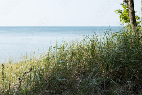 Grassy Coast