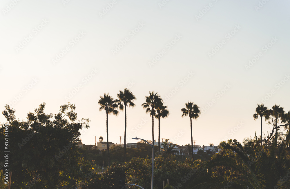 Palm Trees in Hermosa Beach