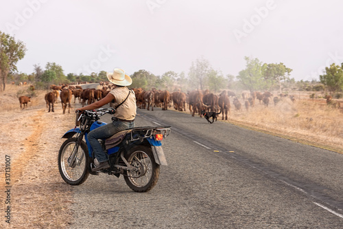 Carta da parati Modern female drover with her dog on motorcycle