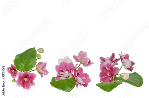 Saintpaulia or African violet flowers isolated white. African violets are associated with motherhood, Easter and Valentine’s Day