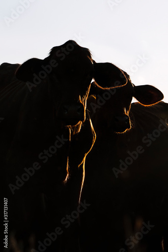 Backlit silhouette of two cows.
