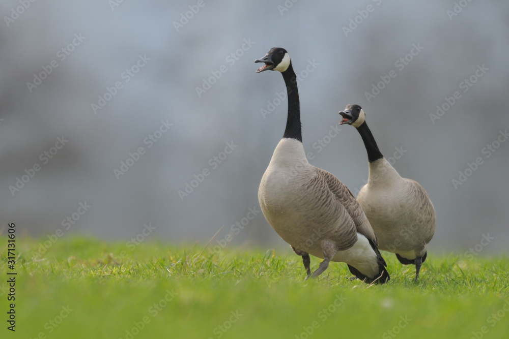 Obraz premium Kanadagans Branta canadensis