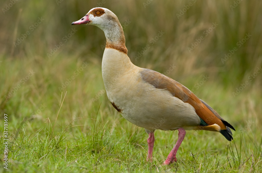 Nilgans Alopochen aegyptiacus Nilgans Alopochen aegyptiacus