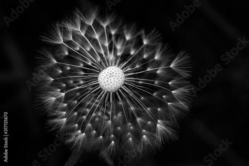 close up white dandelion on black minimal background © АliVa