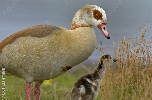 Nilgans Alopochen aegyptiacus photo