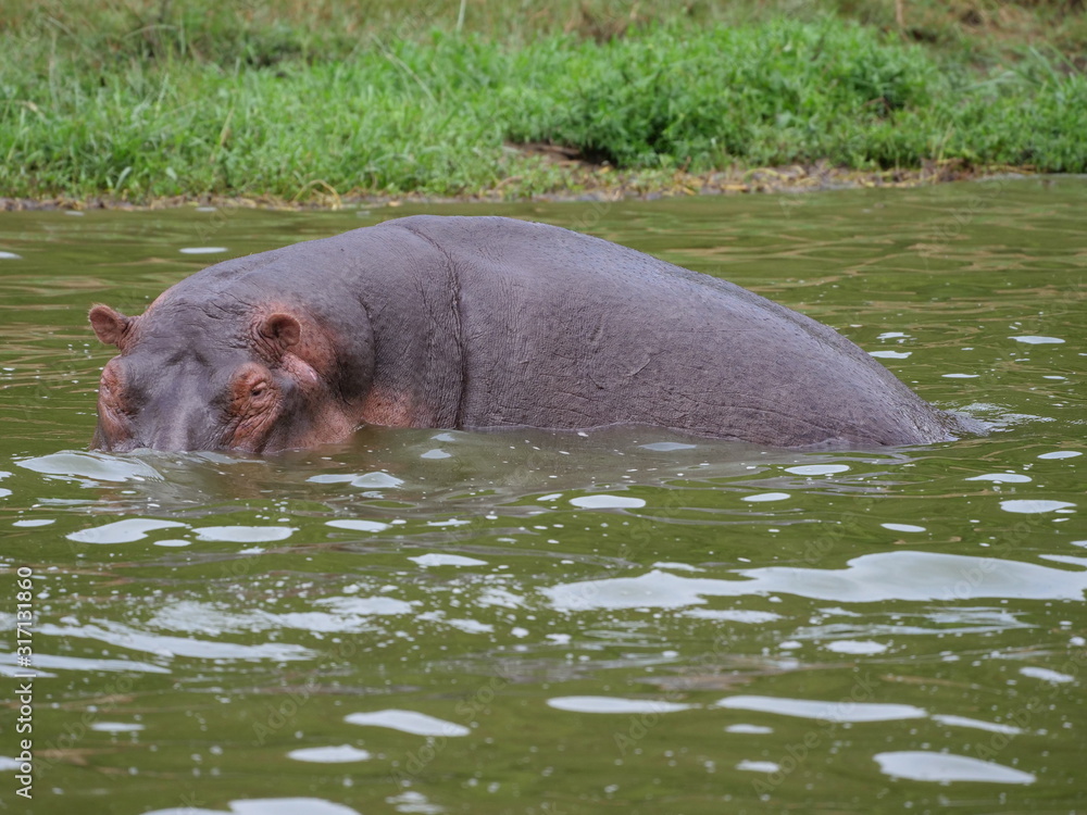 Flusspferd Afrika Uganda See Wasser gewaltig gefährlich relaxen Flusspferd Afrika Uganda See Wasser gewaltig gefährlich relaxen