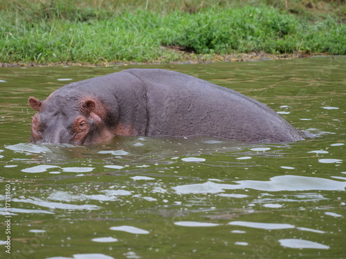 Flusspferd Afrika Uganda See Wasser gewaltig gefährlich relaxen