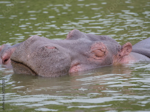 Flusspferd Afrika Uganda See Wasser gewaltig gefährlich relaxen