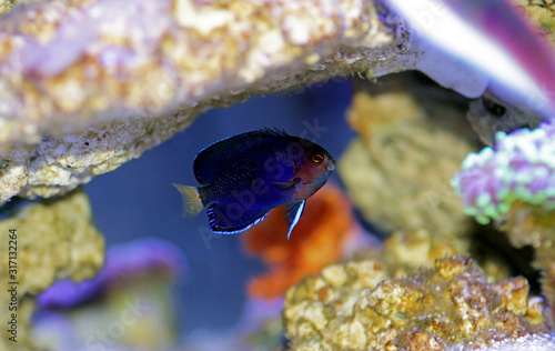 Pygmy Yellowtail dwarf Angelfish -  (Centropyge flavicauda) photo