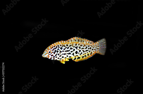 Female black spotted Leopard Wrasse  - (Macropharyngodon meleagris)