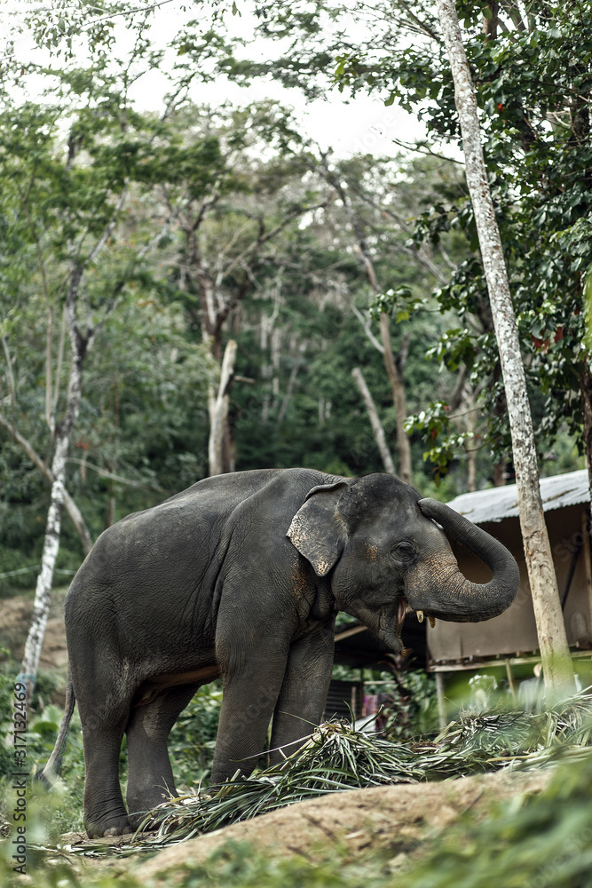 Fototapeta premium an elephant is walking in the jungle