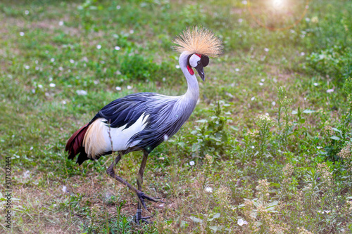 The black crowned crane  also known as the black crested crane  is a bird in the crane family Gruidae. Like all cranes  the black crowned crane eats insects  reptiles  and small mammals.