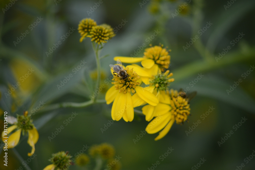 bee on yellow flower bee on yellow flower