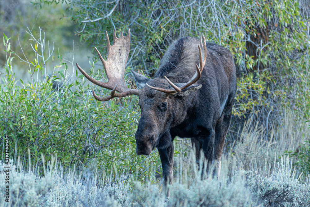 Bull Moose in the Grand Teton National Park Bull Moose in the Grand Teton National Park