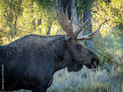 Bull Moose in the Grand Teton National Park