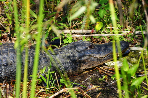 Close up of an alligator laying under the sun in Everglades, Florida, U.S.A