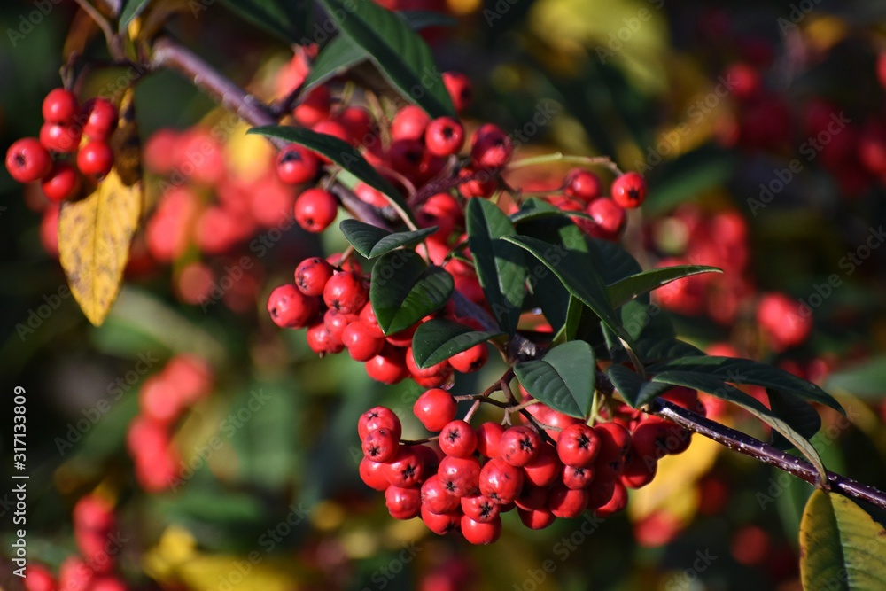 Branches with Red Berries of Cotoneaster frigidus. It is a deciduous tree or shrub, a species of flowering plant in the genus Cotoneaster of the family Rosaceae. Branches with Red Berries of Cotoneaster frigidus. It is a deciduous tree or shrub, a species of flowering plant in the genus Cotoneaster of the family Rosaceae.