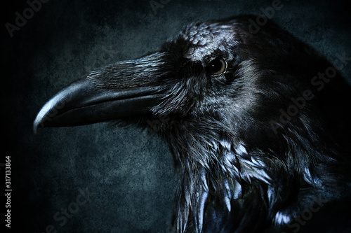 close up shot of a raven head photo