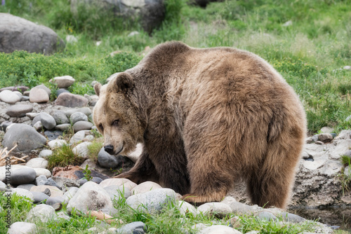 Wallpaper Mural Grizzly bear in the stall grass looking over its shoulder  Torontodigital.ca