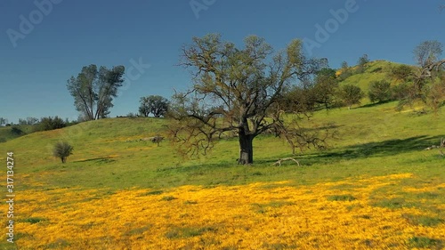 Aerials of Wildflowers as they explode on Shell Creek Road Super Bloom, San Luis Obisbo County photo