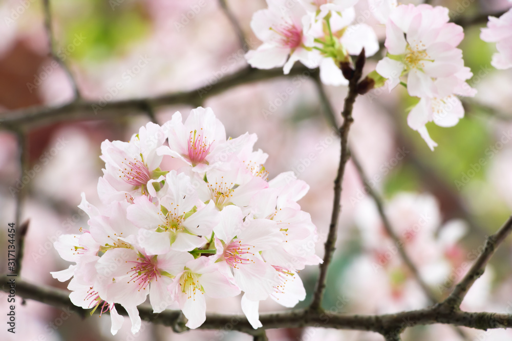 Cherry blossoms are in full bloom at Tianyuan temple, Taipei, Taiwan Cherry blossoms are in full bloom at Tianyuan temple, Taipei, Taiwan