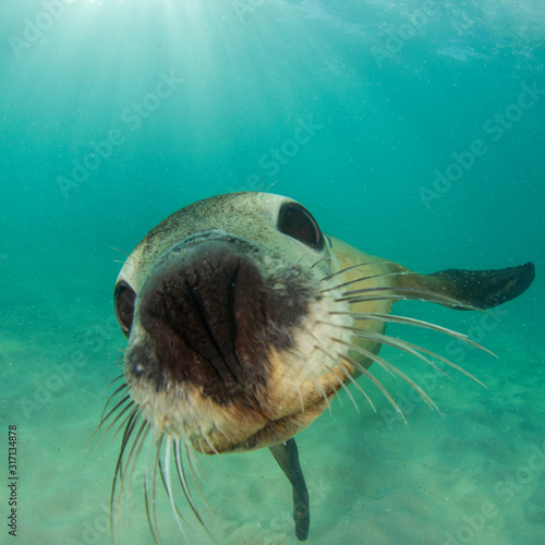 Australian Sea Lion  © Richard Carey