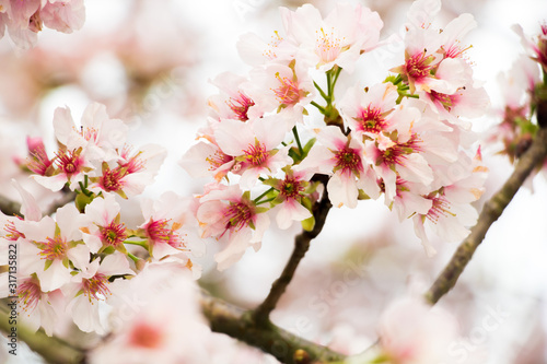 Soft focus Cherry Blossom or Sakura flower on nature background © JingLing