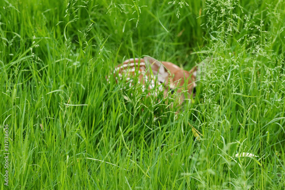 Obraz premium Hidden Fawn