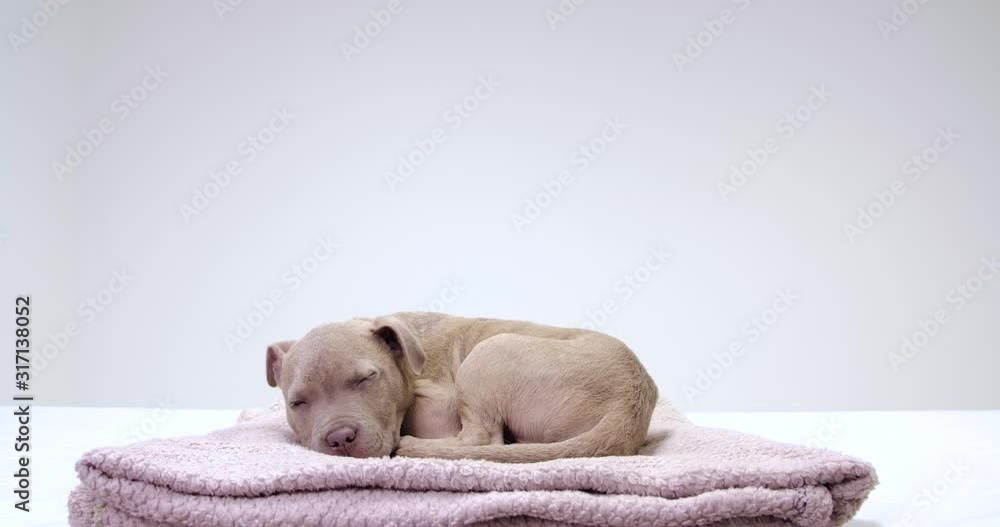 Sleepy puppy Pit Bull on blanket with white studio background Sleepy puppy Pit Bull on blanket with white studio background