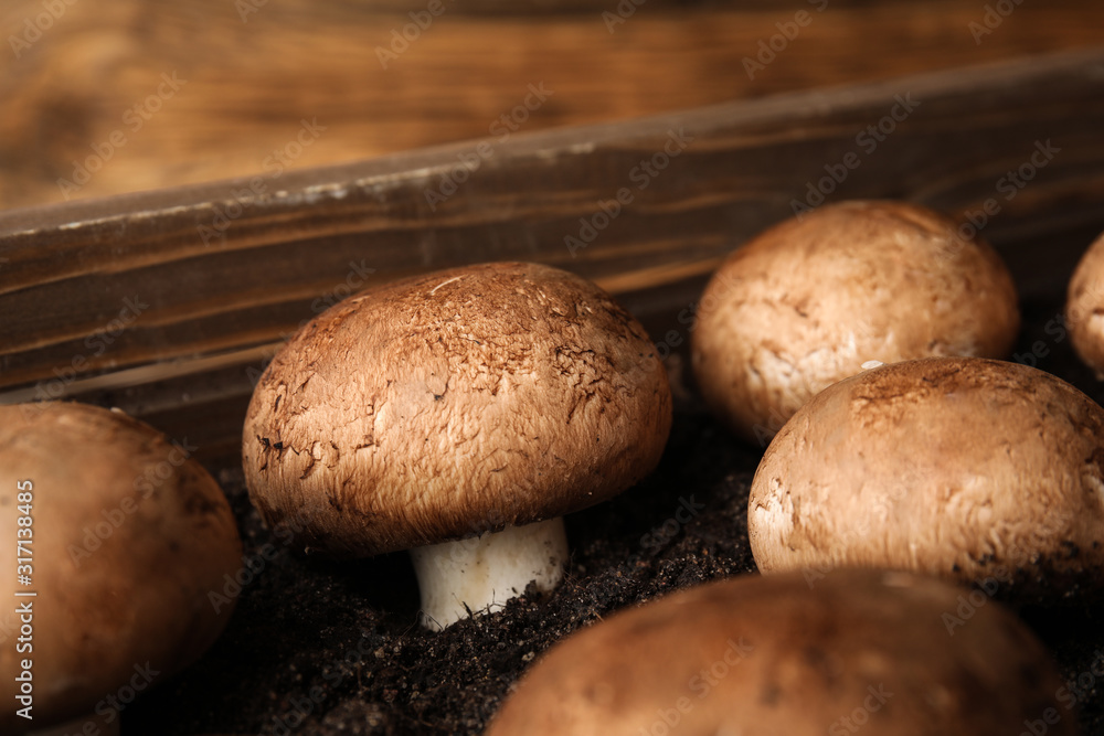 Brown champignons growing on soil in wooden crate, closeup. Mushrooms cultivation Brown champignons growing on soil in wooden crate, closeup. Mushrooms cultivation