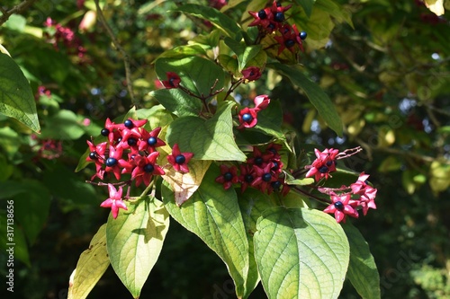 Branches with fruits of Clerodendrum Trichotomum, Harlequin Glorybower, or Peanut Butter tree. photo