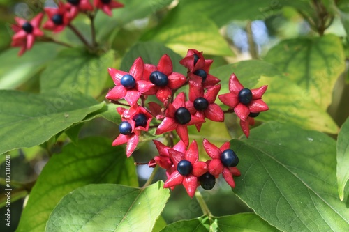 Branches with fruits of Clerodendrum Trichotomum, Harlequin Glorybower, or Peanut Butter tree. photo