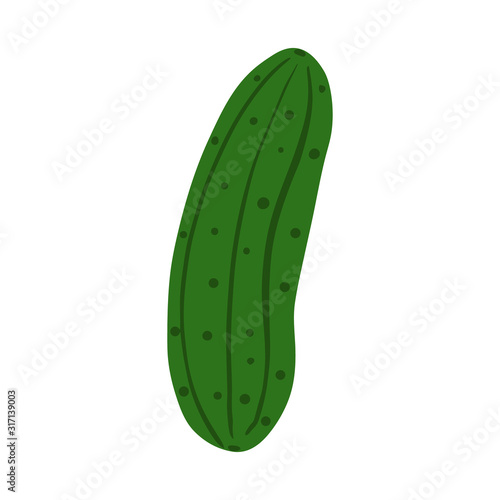 Hand drawn cucumber isolated on white background. Fresh organic ingredient.