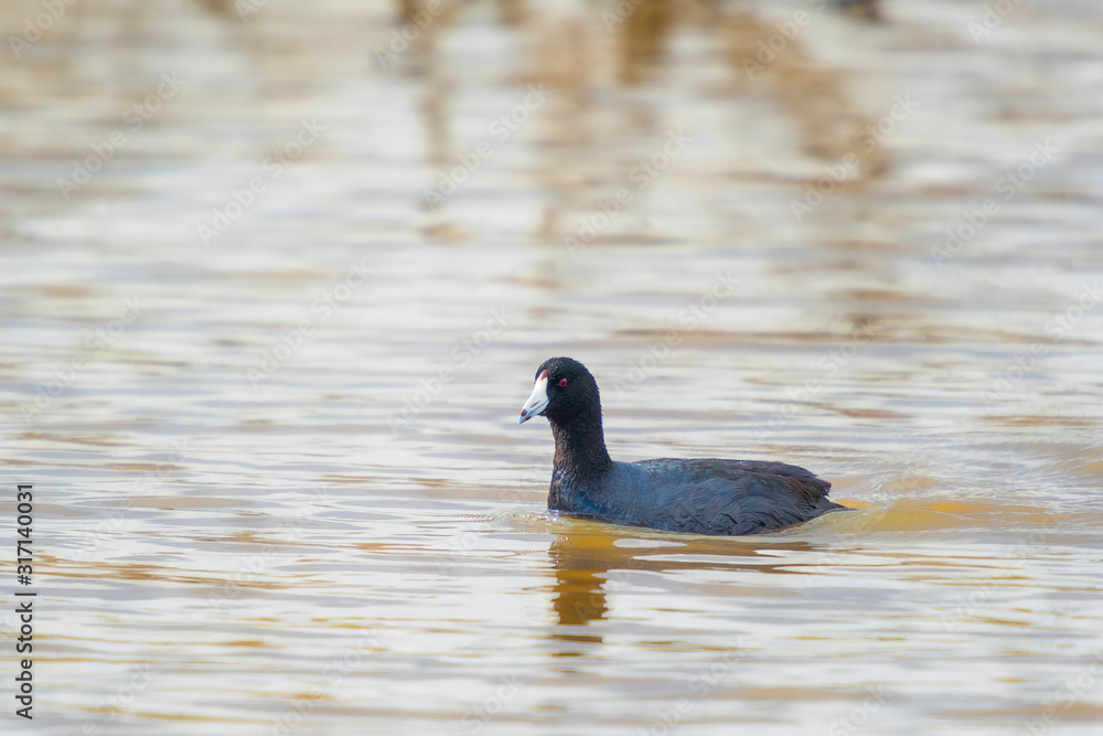 American Coot in Blackwater NWR.Maryland.USA American Coot in Blackwater NWR.Maryland.USA