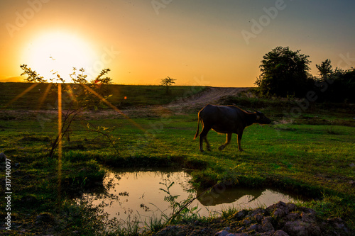 The blurred abstract background of the evening light and the buffalo eating animals along the rice fields, the wind blows cool during the day.