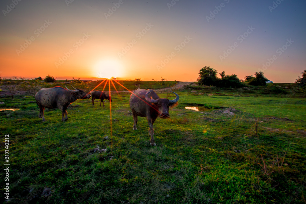 The blurred abstract background of the evening light and the buffalo eating animals along the rice fields, the wind blows cool during the day. The blurred abstract background of the evening light and the buffalo eating animals along the rice fields, the wind blows cool during the day.