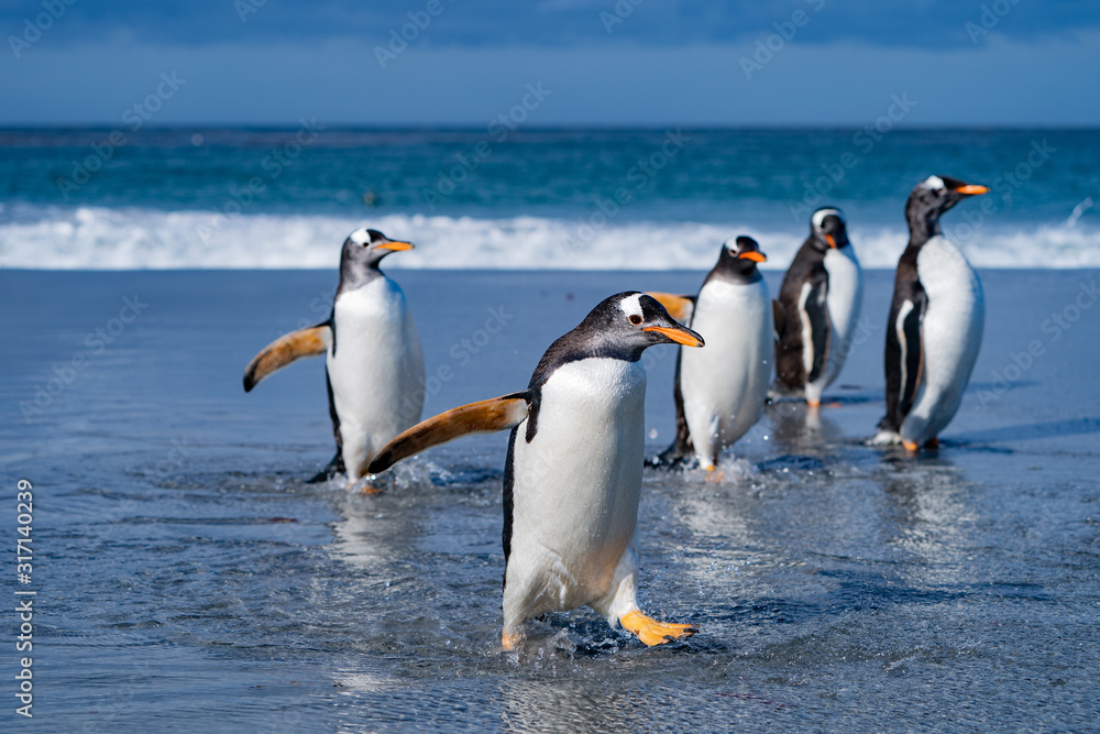 Obraz premium ペンギン シーライオン島 フォークランド諸島 SeaLion Island