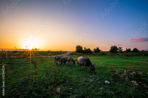 The blurred abstract background of the evening light and the buffalo eating animals along the rice fields  the wind blows cool during the day.