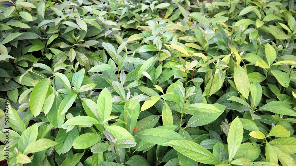 Fototapeta premium Garden of avocado seedlings in the nursery 
