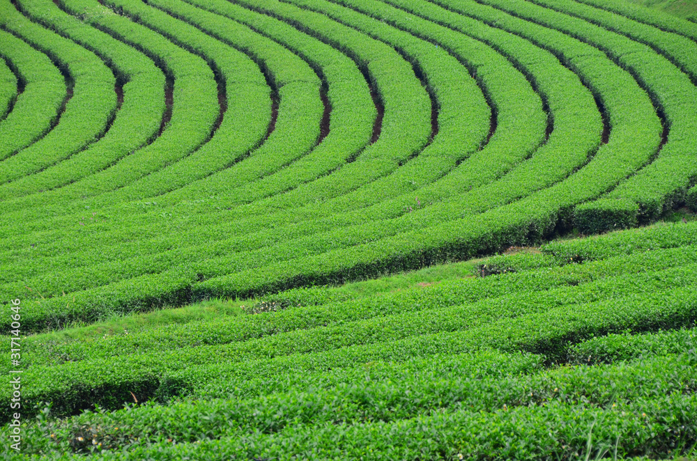 Fresh green tea plantation in Chiang-Rai, Thailand, agriculture and landscape concept