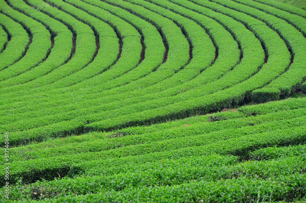 Fresh green tea plantation in Chiang-Rai, Thailand, agriculture and landscape concept Fresh green tea plantation in Chiang-Rai, Thailand, agriculture and landscape concept